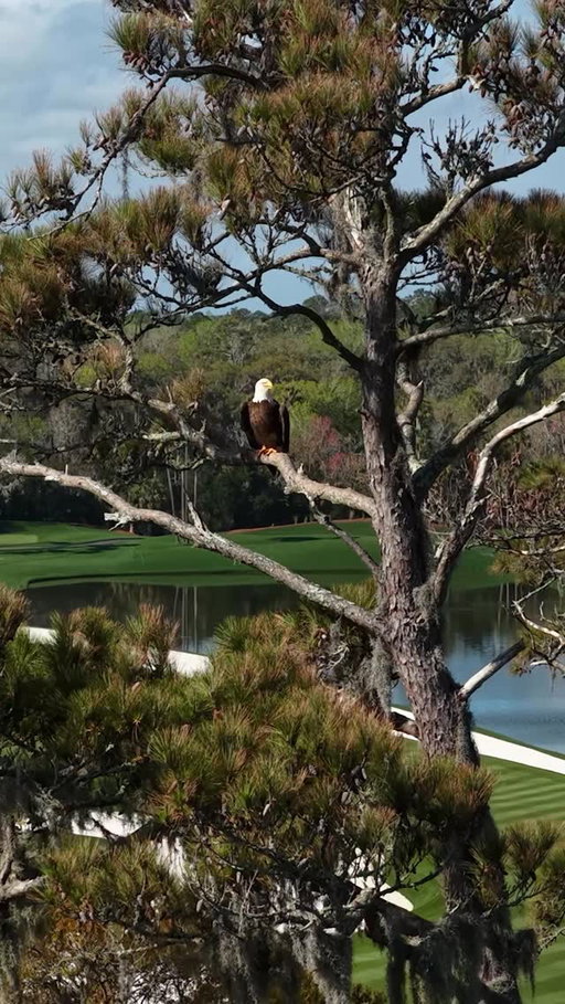 Siri - play “Free Bird”