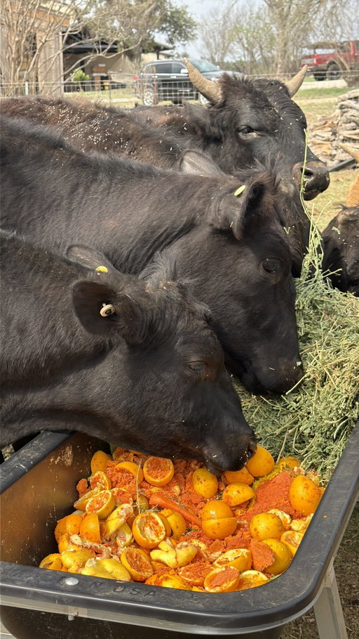 To celebrate Radius’s one-year anniversary, we’re bringing in something special — pulp-fed beef from Pontious Ranches in Dripping Springs, Texas.

Their cattle graze pasture and are supplemented with organic fruit and vegetable pulp from nearby Alchemy Organics, producing beef with exceptional nutrient density and deep, unique flavor.

Pontious normally sells only direct-to-consumer, so having their beef in the shop is a big deal.

Limited supply arrives March 25.