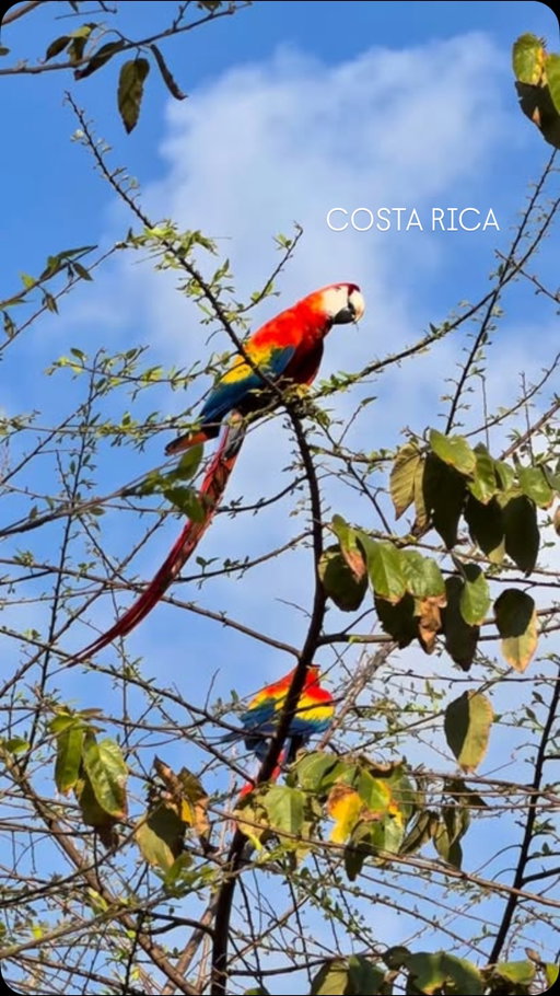 Ese lugar que nunca me va a dejar de sorprender. 🇨🇷 

Ojalá siempre sea por el • pura vida • el amor a la naturaleza y a los demás, la cantidad de animalitos y lugares hermosos que tenemos y las ganas de mejorar. 

Gracias Costa Rica, sos tan linda. 💚

#costarica #puravida #costaricasinfiltros #animales #naturaleza