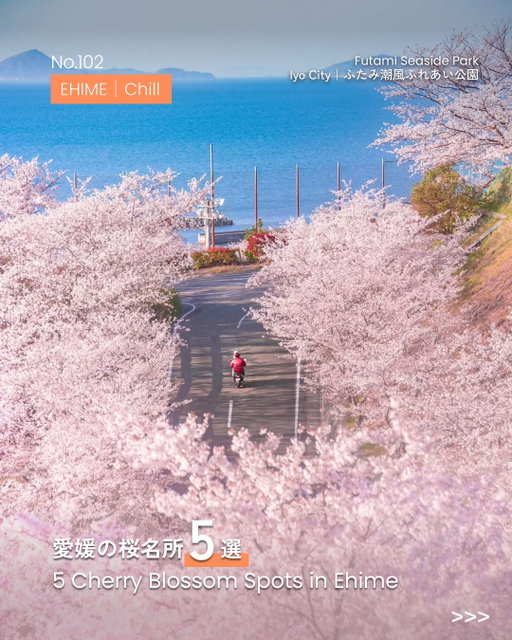 📢今年、桜を見に行く予定はありますか…?🌸
ぜひコメント欄のアンケートに投票してください!
 
📢Are you going to see cherry blossoms this year?
Please vote in the poll in the comments!
 
【保存版】愛媛の桜名所5選
【Save for later】5 Sakura Spots in Ehime
 
We are TOURISM SHIKOKU (@shikokutourism) 🫡 
Sharing the best of Shikoku weekly through 3 themes: Eat / Try / Chill!!
 
▼ Chill｜【Save for later】5 Sakura Spots in Ehime
 
🌸 Futami Seaside Park
A leisure spot with playground equipment and a campsite 🏕️
Enjoy a relaxed cherry blossom picnic with the whole family.
 
🌸 Hyotan Pond
88 Somei Yoshino Sakura trees bloom along the water’s edge, creating stunning reflections on the pond’s surface.
 
🌸 Hirakiyama Park
The main sakura spot along the Shimanami Kaido.
In spring, lanterns light up the night blossoms, and oden stalls line the park 🏮
 
🌸 Yamamoto Farm
Pink, white, and lavender.
The farm’s signature moss phlox spreads in delicate bloom.
 
🌸 Hanamomo no Sato
What began with 40 flowering peach trees has grown to around 450.
When in full bloom, the village feels like a hidden paradise.
 
＊Photo by @dako_photo @shimi__shiro @kirakiramelody @morixhande0131 @hidemitanemura @ayaka.nikon
＊愛媛県 公式Instagram @iyokannet
＊Ehime Prefecture Official Instagram @iyokannet
———————
A travel-and-Shikoku discovery media
Tag @shikokutourism
and share your special moments in Shikoku🌿
———————
 
私たちは 四国ツーリズム創造機構 ( @shikokutourism ) です🫡
Eat / Try / Chill の3つのテーマで、四国の魅力を毎週発信していきます!!
 
▼ Chill｜【保存版】愛媛の桜名所5選
 
🌸ふたみ潮風ふれあい公園
子ども用遊具やキャンプ場を備えたレジャースポット🏕️ 
家族でゆったりお花見を楽しめます。
 
🌸ひょうたん池
池のほとりに88本のソメイヨシノが咲き、水面に映る桜が絶景を描きます。
 
🌸開山 (ひらきやま) 公園
しまなみ海道随一の桜名所。
春には夜桜用の提灯が灯り、おでん屋台も並びます🏮
 
🌸山本牧場
ピンクに白、ラベンダー。
山本牧場の代名詞である芝桜が可憐に咲き広がります。
 
🌸花桃の里
40本から始まった花桃は、今では約450本に。
花桃が美しく咲く里は、まるで桃源郷のようです。
 
＊Photo by @dako_photo @shimi__shiro @kirakiramelody @morixhande0131 @hidemitanemura @ayaka.nikon
＊愛媛県 公式Instagram @iyokannet
———————
旅と四国をつなぐ、新発見メディア
@shikokutourism をタグ付けして、
四国で出会った特別をシェアしてください🌿
———————
 
#visitshikoku #shikokutrip #shikokujapan #visitjapan #桜スポット