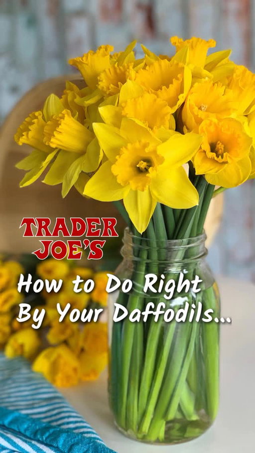 The value on #TraderJoes Daffodils simply can’t be beat. For a small & sunny price, you get a 15-stem bunch of what will become some of the brightest & most beautiful blooms you ever did see… 😍
•
We sell these beauties unopened, just in time for spring. Watch this video for some quick tips to ensure your #Daffodils unfurl exactly as intended—then head to your neighborhood Trader Joe’s to snag a bunch while the season lasts! 🌼