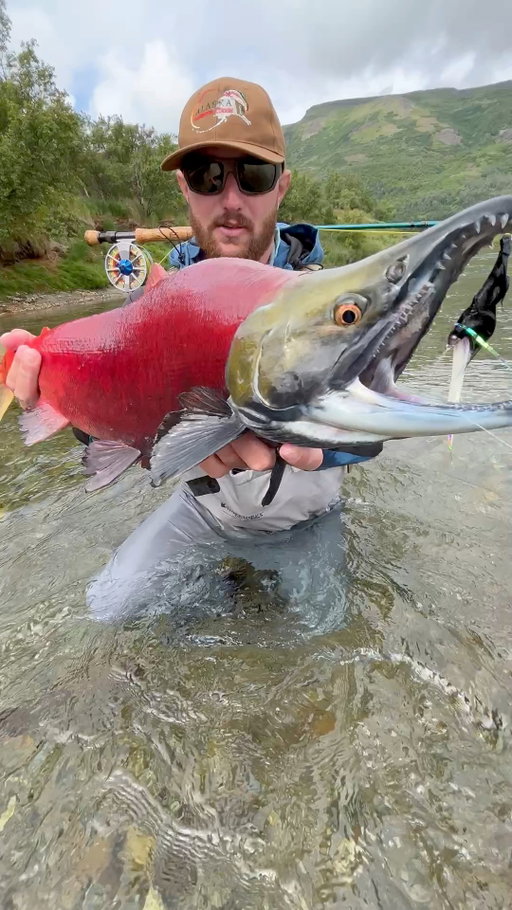 Each summer, sockeye salmon return from the Pacific to the rivers where they were born.

In the ocean they’re bright chrome, but once they enter freshwater their bodies begin a dramatic transformation. Hormones shift, they stop feeding, and their stored energy is redirected toward spawning.

Their bodies turn deep crimson while the head takes on a dark green color. Their teeth also grow longer and sharper, used to compete with other salmon for space on the spawning grounds.

That red color comes from carotenoid pigments built up while feeding on shrimp and krill in the ocean.

After spawning, the salmon die, and their bodies feed the rivers, wildlife, and forests around them. It’s one of the clearest examples of how a single species can fuel an entire ecosystem.