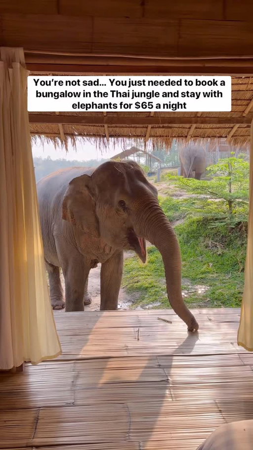 Save this bucket list hotel and follow @megsandpat for more unique travel experiences and itineraries!

There are certain activities on your travels that you will remember forever.  Waking up in a bamboo hut surrounded by happy elephants is definitely one of them 🐘 

We were really hesitant about visiting an elephant sanctuary as we didn’t want to support something bad for the animals or that had a zoo feel. 

We did a lot of research and Chai Lai Orchid was the complete opposite. The animals just genuinely seemed like they were having such a good time. There was even some babies born on site that were super attached to the guides and played around, it was so cute.

This place takes the majority of their profits and reinvests in the local community. They have a strong focus on educating and employing girls as well as providing for refugees from Myanmar. Some of the elephants were rescued from circuses in Thailand, unethical “sanctuaries”, poaching and zoos. 

Ideally we shouldn’t need animal sanctuaries but in the real world, this is about as good as it gets. There are barely any wild elephants left in Thailand and it is so nice to know that the ones that were abused in the past have safe places to go too. 

Elephant sanctuary checklist ➡️

-All the elephants are rescued and they can’t be wild or released
-No riding
-No misstreatment (guides don’t carry sticks or whips)
-No chains ( look for chain marks on ankles)
-No uninvited touching or posing
-Large enclosures to keep them safe at night
