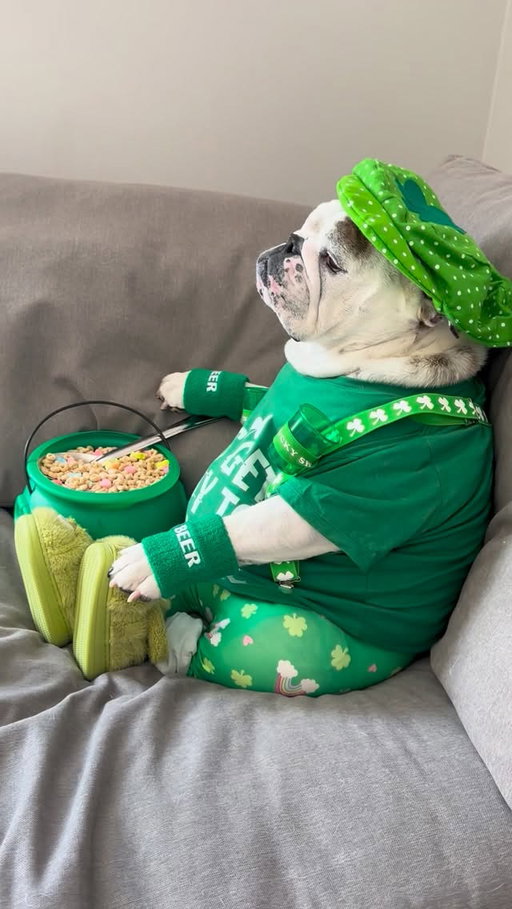 Waiting for the parade to start....🍀🍺 #eggnogthebulldog #stpatricksday #stpaddysday #irish #ireland