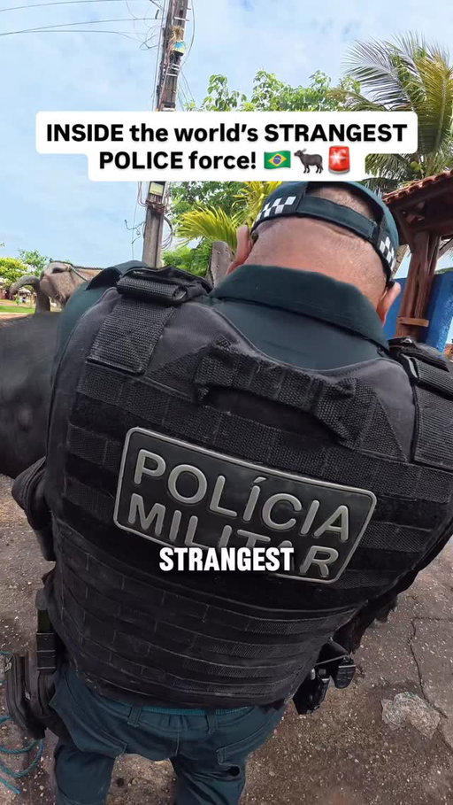🇧🇷 Meet the real life Buffalo Soldiers! A battalion of around 200 police officers based on Marajó Island in northern Brazil. This remote island is bigger than Switzerland and floods for half the year, turning huge areas into mangrove swamps. In terrain like this cars bikes and even boats struggle to get around so the police patrol and chase criminals on water buffalo. I was lucky enough to spend the day patrolling with them and what I saw blew me away 🐃 

#travel #backpacking #travelgram #travelling #instatravel #travelblogger #traveling #traveler #traveling #traveler #traveling #dnzhtravels #viral #brasil🇧🇷 #brasil #brazil #marajó #pará #🇧🇷