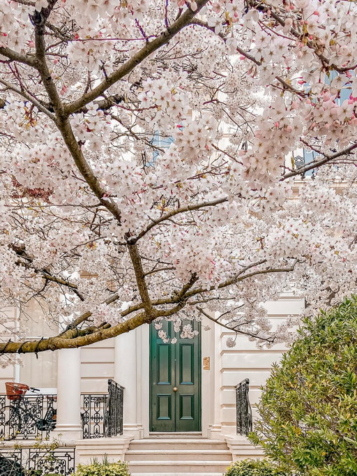 Everyone’s favourite cherry blossom in Notting Hill is back and looking as beautiful as ever 🌸

Just a gentle reminder that this is someone’s home, so please be respectful when visiting. When I passed by yesterday there were lots of people sitting on the walls and even picking the blossom for photos.

Head to my stories to see how busy it was yesterday afternoon.
…
#prettycitylondon #londoninbloom #visitlondon #springinlondon #springishere