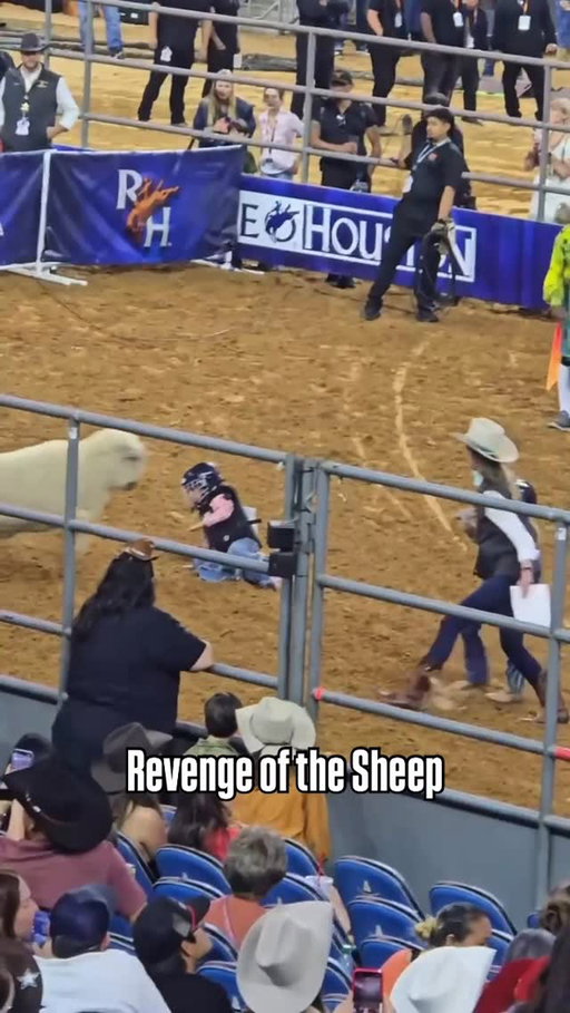 Mutton bustin gone wrong