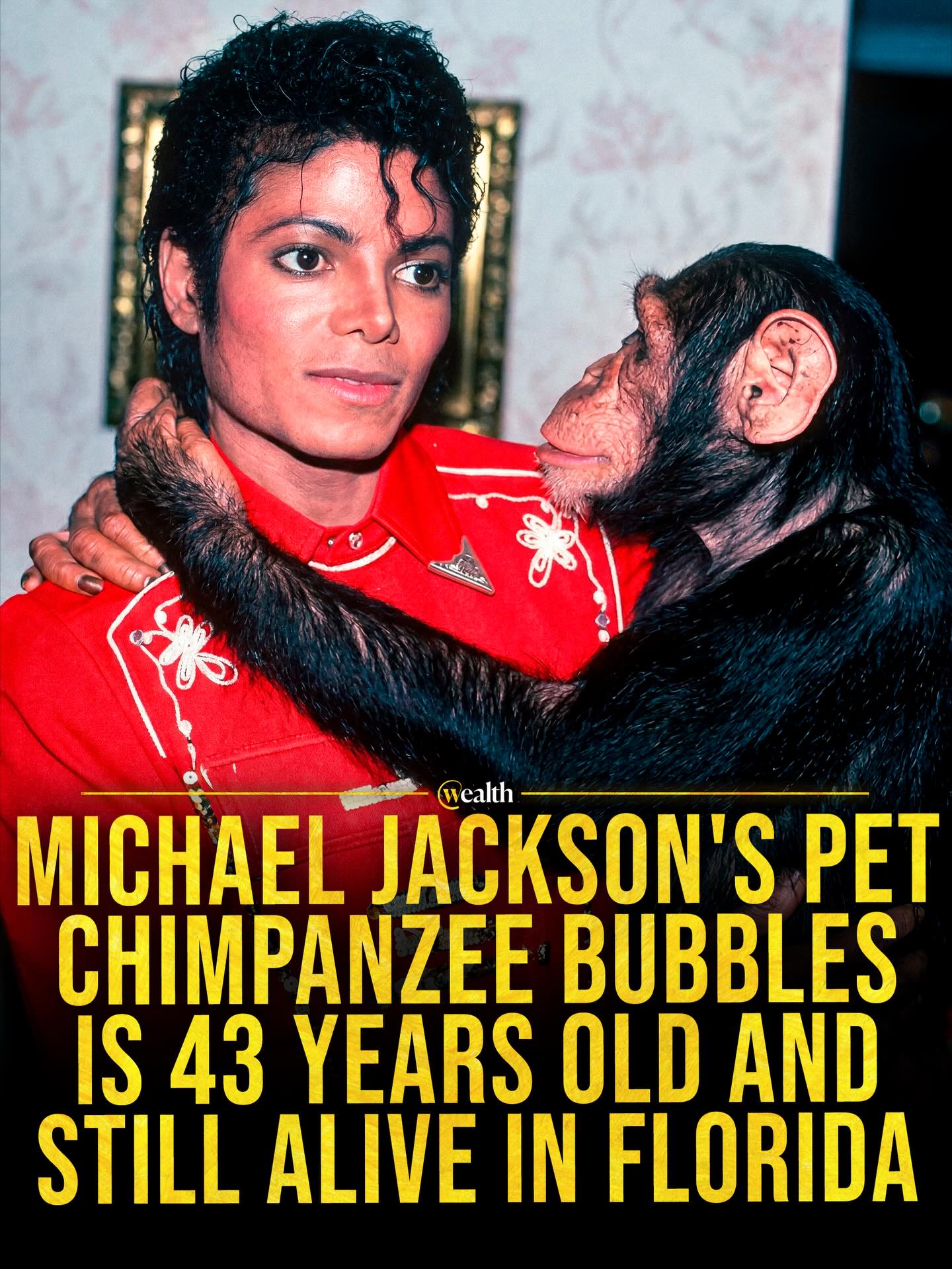 Happy birthday to Bubbles, who is now 43! Fame moved on, but Bubbles still has a full life 🐒🌴

Michael Jackson’s pet chimpanzee Bubbles is 43 and living at a sanctuary in Florida, decades after he traveled internationally as a companion on tour. His days now center on painting, flute music, and an annual birthday party.

The contrast is what makes the story stick. Fame can make an animal look like part of a persona for a season, but the care lasts much longer.

Bubbles feels less like a celebrity footnote and more like proof that unusual choices can echo for decades.

Media: @centerforgreatapes 

#Entertainment #Wildlife #AnimalSanctuary #Chimpanzee #Bubbles