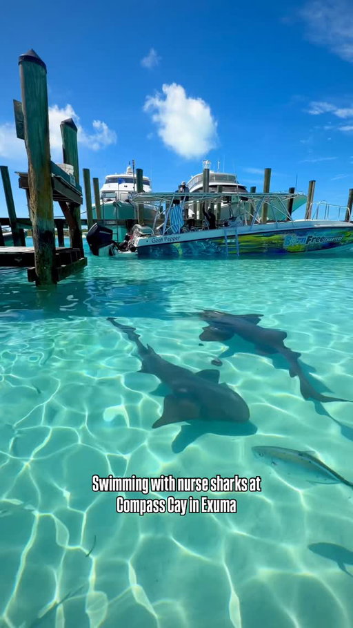Swimming with nurse sharks at Compass Cay in Exuma was something I’ll never forget! 🦈 At first, it feels a little intimidating… but once you’re in the water, you realize how calm and gentle they actually are.

Definitely one of the coolest, most surreal experiences in the Bahamas! 🌊

🛥️ - @bornfreecharters 
📍 Exuma Bahamas 

#nursesharks #exuma #exumabahamas #bahamas #travel