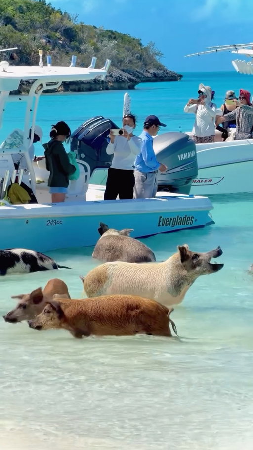 Visiting the famous swimming pigs in Exuma was just as wild as it sounds! 🐷🌊

Seeing pigs literally swim out to your boat for snacks is something you have to experience at least once. It’s chaotic, hilarious, and honestly one of the most unique things you can do in the Bahamas. The largest pig on the island will even sit on command when you offer him treats! 

Definitely a bucket list moment! 🐖🌴

🛥️ - @bornfreecharters 
📍Pig Island, Exuma Bahamas 

#swimmingpigs #swimmingpigsbahamas #exuma #bucketlist #bahamas