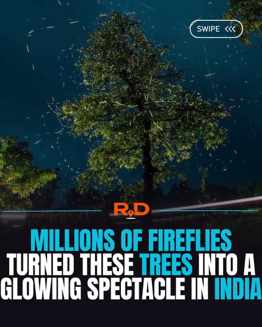 @noisejaegger really captured something special here

Millions of fireflies move in sync, lighting up an entire tree like it’s alive. For a few weeks each year, parts of India turn into this glowing scene, and then it’s gone again. 

Huge respect for the patience behind this, too. Nights in the forest, waiting, chasing the right conditions, and putting it all together so we can experience it from a screen.

If this is on your bucket list, it’s one of those things worth seeing the right way. Make your way out to the forests of Bhandardara between May-June to catch this beautiful spectacle. 

Have you seen anything like this?