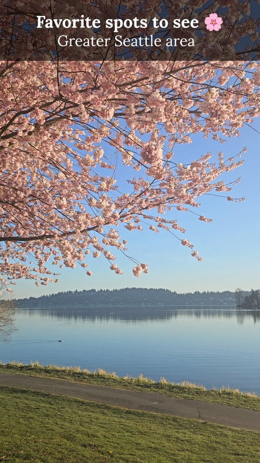 The Sakura aka cherry blossom are almost here! 🌸🌸🌸
Here's my annual video sharing my favorite spots (that's not UW or in more private/residential neighborhoods). Videos are a compilation from 2023-2025!

I know i won't be able to see all of these this year, but I'll definitely be bringing baby girl to a few favorite spots for the first time!

✅️ Save this post to visit these cherry blossom viewing spots in and around Seattle!

SEATTLE
• Ferdinand Street Boat Launch 
• around Seward Park
• Kobe Terrace @seattleparksandrec by @dannywoogarden @cidseattle 
• Denny Blaine Lake Park (more like a pond, but the 🦆!)

SeaTac/Tukwila
• Interurban Trail by Embassy Suites 
• SeaTac Community Center 
@seattlesouthside 

RENTON
• By Logan Ave N. and the Cedar River Trail
• Liberty Park
• Renton City Hall
@visitrenton @cityofrenton

BELLEVUE
• Bellevue Downtown Park @bellevuedowntown @visitbellevue

🌸🌸🌸🌸

They blooms feel a bit late this year since it's been so cold, but I feel like next week they'll really start to bloom!

#kfctravels #seattlespring #sakuraseason #seattlecherryblossoms  #seattleblogger