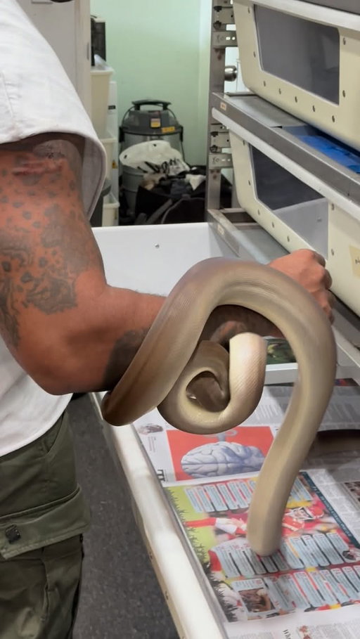 Comment your thoughts ….Snake bites are sometimes inevitable so just accept it …