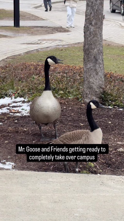 It’s already happening! #NestingSeason #UWaterloo 🪿 😱