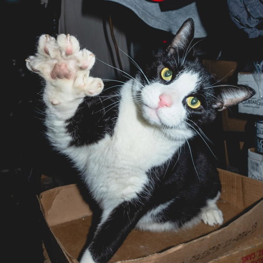 Re-introducing Oreo the polydacyl in Hell’s Kitchen.

One of our absolute favorite cats in the whole wide world, and we do not say that lightly. We have been calling on Oreo for years when we want to show someone what bodega cat culture in New York City is really about. Certain members of the team, not naming names, will visit him like weekly. Bc he’s the best.

Huge, clean, pampered, freshly cleaned up like the king  is. This man has been to the cat barber. And then he came right back to his spot and resumed doing absolutely nothing, because that is who Oreo is. A lazy boy of the highest order. The joy you feel being around him is immediate and hard to explain to someone who hasn’t experienced it. You just have to meet him. Hell’s Kitchen’s finest. Shout out Oreo, shout out his whole bodega family. This one’s for every big beautiful cat just living their best life one nap at a time.

Photos by the incredible @darkenne.v
