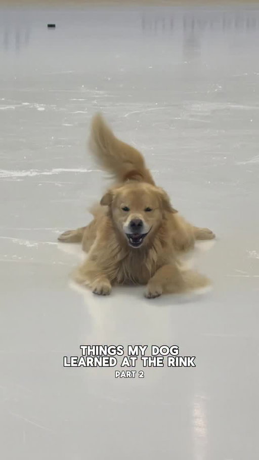 there’s nothing this dog can’t do 🙈

#goldenretriever #dayinthelife #funnypets #hockeylife #nhl