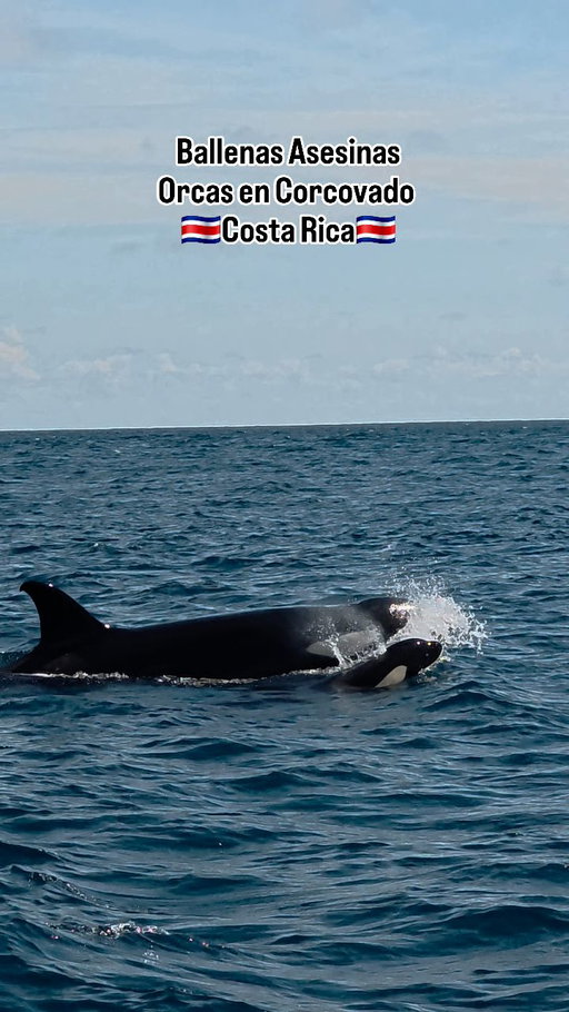Orcas con su bebé en Corcovado, Costa Rica 🇨🇷

En toda mi vida, solo he tenido la fortuna de vivir esto dos veces… y esta vez fue diferente. Esta vez, venían con su bebé.

Las orcas aparecieron frente a nosotros, en las aguas de Corcovado, acercándose al bote como si quisieran compartir su mundo por un instante. La mamá nos mostró a su cría una y otra vez… un momento tan puro que simplemente derrite el corazón.

Crecí viendo Free Willy, soñando con ver estos gigantes del océano en libertad… y hoy, ese sueño se siente más real que nunca. Porque no hay nada más hermoso que verlas donde pertenecen: libres, salvajes, majestuosas.

Un encuentro que no solo me marcó a mí, sino a todos los que estábamos en ese bote… un recordatorio de lo bendecido que es Costa Rica y de lo mágico que es nuestro planeta.

Momentos así no se olvidan… se sienten para siempre. 💙

#wildinstinctcostarica #orcas #costarica #corcovado #wildlifeencounter