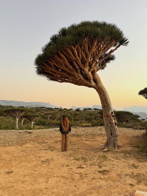dragon blood trees and her 🪐