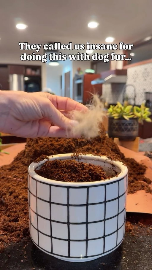 Are we barking mad, or is this our most genius discovery yet? 🤔

Made up of keratin, dog fur makes an all natural, nitrogen rich fertilizer that helps soil retain moisture and keep your plants thriving. Add a few tufts to the soil - or even on top to deter slugs and pests - to see results in no time. 

Share this with a fellow pet parent then follow for more gardening tips.

#organichomes #organicgardening #gardeninghack