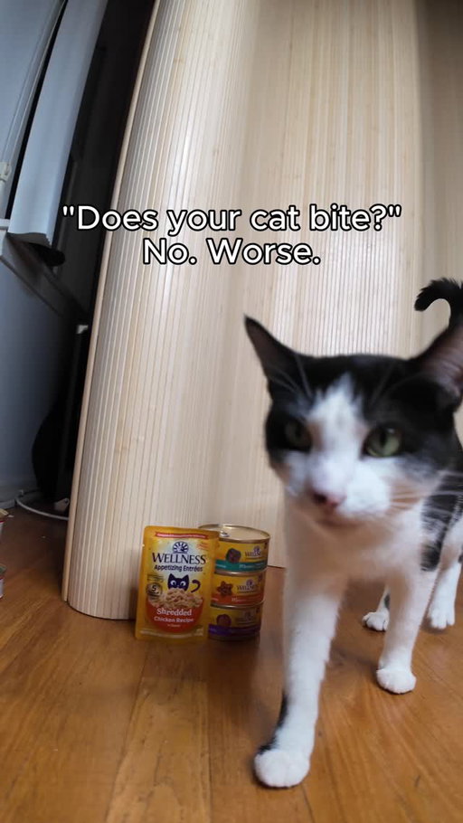 The villain origin story we didn't ask for 🐈‍⬛ ⁣
 ⁣
Who do you think actually runs this house? Comment below! 🏰🐾