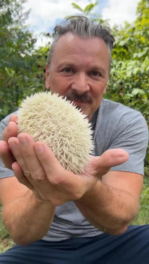What’s cuter than a hedgehog? A baby albino hedgehog. 

#hedgehog #babyhedgehog #albinoanimals #animalreels #cutewildlife