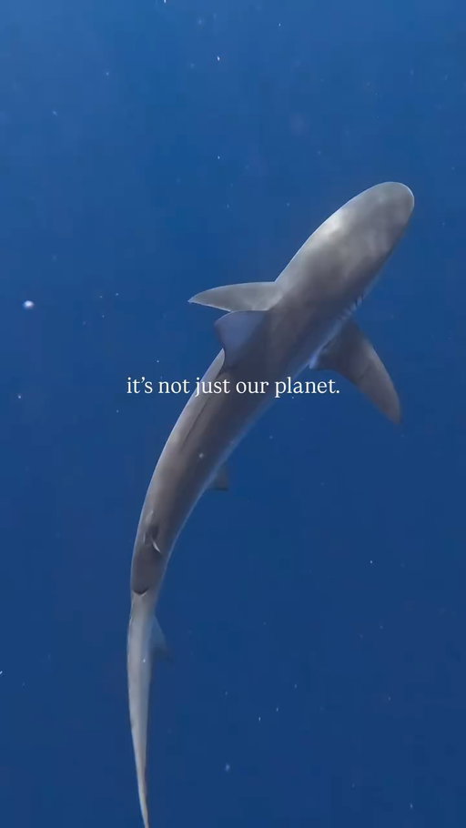 The Northeast Canyons and Seamounts Marine National Monument was created in 2016 to protect nearly 5,000 square miles of ocean about 130 miles southeast of Cape Cod a biodiversity hotspot of deep-sea canyons, underwater mountains, whales, dolphins, sea turtles, and ancient coral ecosystems.

On February 6, 2026, the Trump administration lifted the ban on commercial fishing within the monument. Scientists and conservation groups warn this could cause irreversible damage to some of the ocean’s most fragile habitats.

But this isn’t just about policy, it’s about us. Our overconsumption fuels the industries threatening these waters. Cutting out unsustainable seafood, fish oil, and krill-based products matters. So does supporting ecotourism that benefits local communities, and simply raising awareness.

Educate yourself, watch Seaspiracy. And vote for leaders who prioritize the well-being of people and the planet over temporary profit.

The ocean doesn’t have a voice. We do.🌊