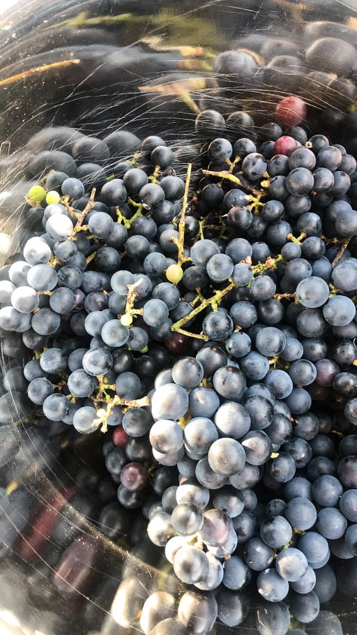 Counting down the days until it’s patio season at our Estate. ☀️

In the meantime… our estate is open all season long! Reservations recommended, walk-ins welcome.

📍 2145 Niagara Stone Road, Niagara-on-the-Lake, ON

•⁠

#jacksontriggs #ontariowine #sippingontario #lcbo #winerackcanada vqawine niagarawine okanaganwine winepairings niagara niagarafalls