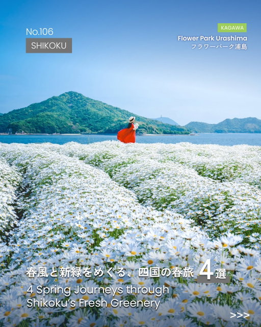 【4選】春風そよぐ、新緑の四国へ 

【4 Picks】Spring Breeze & Fresh Green in Shikoku

▼ Feature ｜A Spring Trip Through Shikoku’s Fresh Greenery

【Kagawa】Flower Park Urashima
A vast flower field overlooking the Seto Inland Sea.
In May, white marguerites blanket the hills 🌼
＊Photo by  @kaji_nori06 @toshihiro7183

【Kochi】Kitagawa Village “Monet’s Garden” Marmottan
20,000 early-blooming ice tulips welcome spring.
Soft colors spread like a “Water Lily Pond” 🌷
＊Photo by  @superpolaris_dx
＊Kochi Prefecture Official Instagram @kochi_tabi_net @visitkochijapan

【Tokushima】Asutamuland Tokushima
6,000 nemophila cover Windmill Hill.
Blue blooms sway in the spring breeze.
＊Best time: Late April to mid-May
＊Photo by  @shikokucameraclub 
＊Tokushima Prefecture Official Instagram @tokushima_awanavi

【Ehime】Urusumi Canola Flower Field
Golden canola flowers meet the blue Iyo-nada Sea 🚞
Enjoy a stroll through this picture-perfect view.
＊Best time: Mid-February to March
＊Photo by  @yuzu.305
＊Ehime Prefecture Official Instagram @iyokannet
--------------------
A travel-and-Shikoku discovery media
Tag @shikokutourism
and share your special moments in Shikoku🌿
-------------------- 

私たちは 四国ツーリズム創造機構 ( @shikokutourism ) です🫡
Eat / Try / Chill の3つのテーマで、四国の魅力を毎週発信していきます!!

▼ 特集 ｜春風と新緑をめぐる、四国の春旅

【香川】フラワーパーク浦島
瀬戸内海を望む、春限定の広大な花畑。 
5月には真っ白なマーガレットが一面に咲き誇り、心がときめきます🌼 
＊Photo by  @kaji_nori06 @toshihiro7183

【高知】北川村「モネの庭」マルモッタン
約2万本の早咲きのアイスチューリップが咲き、春の扉が今ひらく。 
「睡蓮の池」のような、やわらかな色彩が広がります🌷
＊Photo by  @superpolaris_dx
＊高知県 公式Instagram @kochi_tabi_net @visitkochijapan 

【徳島】あすたむらんど徳島
風車の丘に咲き広がる、約6千株のネモフィラ。
青い花が春風にふわりと揺れ、可憐な景色を描きます。 
＊見ごろ：4月下旬～5月中旬ごろ
＊Photo by  @shikokucameraclub 
＊徳島県 公式Instagram @tokushima_awanavi 

【愛媛】閏住 (うるすみ) の菜の花畑
菜の花のじゅうたんと、伊予灘のきらめく青い海🚞
まるでジオラマのような風景の中、散策やウォーキングを楽しめます。
＊見ごろ：2月中旬～3月ごろ
＊Photo by  @yuzu.305
＊愛媛県 公式Instagram @iyokannet
--------------------
旅と四国をつなぐ、新発見メディア
@shikokutourism をタグ付けして、
四国で出会った特別をシェアしてください🌿
--------------------

#visitshikoku #shikokutrip #shikokujapan #visitjapan #四国日和 #四国観光 #四国周遊 #フラワーパーク浦島 #モネの庭 #あすたむらんど #閏住の菜の花畑