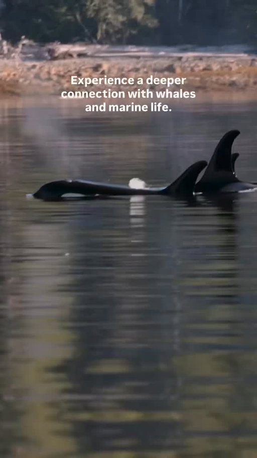 BC waters are among the best places to see whales: orcas, humpbacks, grey whales, and minkes. Indigenous hosts in British Columbia bring generations of knowledge and a meaningful connection to these waters, adding depth to this trip of a lifetime.

Responsible whale watching is not invasive; it is inclusive, and the guides are more like siblings than spectators of the whales.

🐋 Experience Indigenous whale watching tours in BC: indigenousbc.com/stories/indigenous-whale-watching (linked in ITBC’s bio)

#IndigenousBC #exploreBC