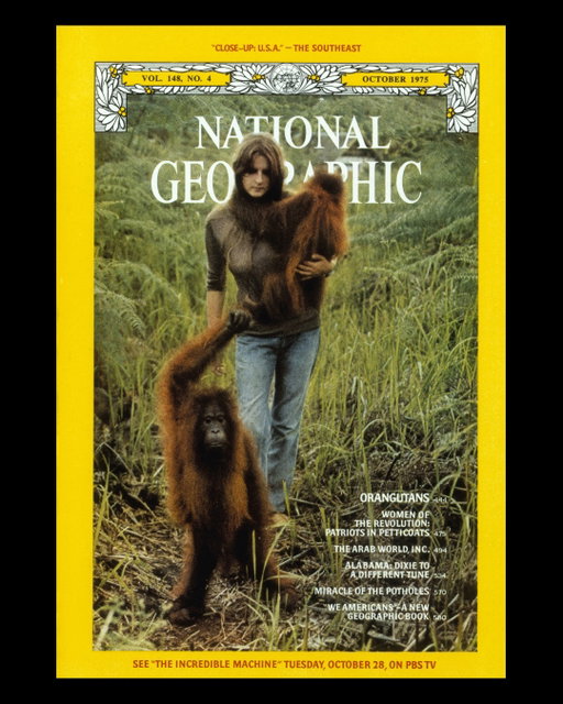 Anthropologist, primatologist, and National Geographic Explorer Dr. Biruté Galdikas has passed away at the age of 79. One of the so-called Trimates, alongside Dian Fossey and Jane Goodall, Galdikas spent thousands of hours in the Tanjung Puting Reserve in Borneo conducting the first long-term study of orangutans.
 
In an iconic 1975 National Geographic cover story, Galdikas shared her findings and experiences—radically changing how we understand these incredible primates. Photographed by Rod Brindamour, she holds hands and explores the reserve with orphaned orangutans, including Sugito who naps in an improvised nest made from an old dress and a hat that he swiped from Galdikas. "If we didn't provide rags," she reported, "the orangutans would bang around all night looking for nesting material."

Read more about Galdikas's legacy and her work with the National Geographic Society @insidenatgeo at the link in bio.