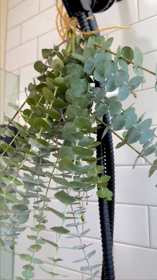 At #TraderJoes, we offer one of the best values on fresh eucalyptus in town. The exact varieties on display will vary from season to season, and we adore them all—eucalyptus is so eu-niversally eu-seful! (We had to… 😂)
.
Whether you display on its own or add it to an existing arrangement, #Eucalyptus is an easy & affordable way to enhance the aesthetic of any room in your home. And if you’re displaying it solo, you don’t even need water—just hang it upside down to dry it first.
.
Another keen option? Bundle it with some twine, hang it from your shower head, and enjoy a blissful, spa-like experience every time you shower! Pro-tip: to maximize its invigorating 
scent-potential, gently roll over the stems with a rolling pin to release their essential oils. 🌿🚿🧖‍♀️✨