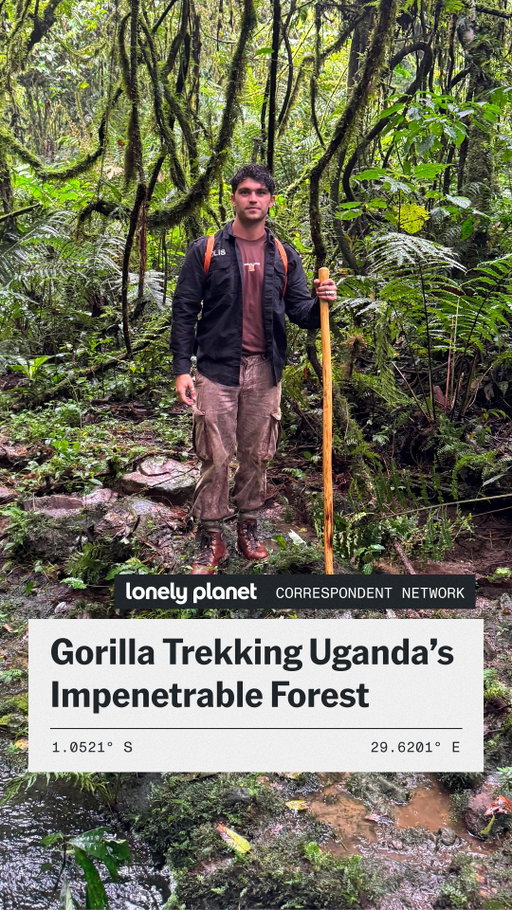 "As someone who’s been traveling for over two years, sometimes you feel like you’ve seen it all," says Lonely Planet Correspondent @seanhammonds, who got the chance to trek through the Bwindi Impenetrable National Park – home to more than half the world’s population of endangered mountain gorillas and known for its conservation efforts and biodiversity – with @exploreuganda. "But to be this close to an animal as beautiful as the gorilla, out in the open, is a feeling I’ll never forget."

Looking to trek through this ancient rainforest (dating back over 25,000 years), too? Aim for when the weather's best in June, July, August, September or December.