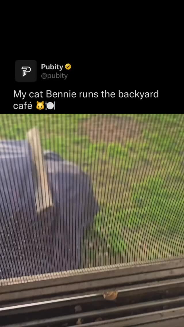 My cat Bennie loves feeding the squirrels and Blue Jays.
Every time we bring out peanuts, he’s already locked in watching it all happen.

Somehow turned into a cat café.

Via Collab / @KittyKlipzz

#Pubity #Viral #Cats #Wholesome
