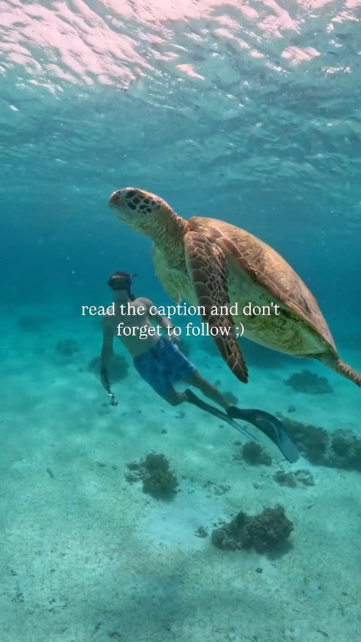 I know it looks cute and you definitely want that cute video, but here is the truth.

Specifically, this place is called Salaam Cave in Zanzibar, and it's super unethical and definitely not good for the turtles.

Places where you can directly feed, touch, bathe, pose for a pic, and engage in other activities that are normalised on social media usually come at a higher cost to the animal.

For this occasion, you should never touch adult marine turtles and feed them unless they are in a rehabilitation centre for a certain reason. You have a background in marine/reptile biology, or you are under the supervision of other biologists/ conservationists.

Direct feeding can cause changes in their feeding patterns, and touching without gloves for no reason can lead to disease transmission, don't do it 🤡

I also joined @panglao_freediving_adventures for this experience, and I can recommend them; they won't let you touch anything, which is how it should be! 

Educate yourself and don't forget to follow.