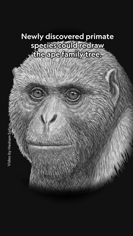 For decades, scientists have traced the origins of modern apes to East Africa. But a newly identified species—Masripithecus moghraensis, discovered in Egypt—may challenge that idea. The 17- to 18-million-year-old fossil suggests that the earliest ancestors of living apes were present farther north.

This 3D reconstruction of the ape is based on the jaw bones researchers found in Egypt. Learn how the discovery could upend our understanding of early ape evolution at the link in bio.

Video by Hesham Sallam