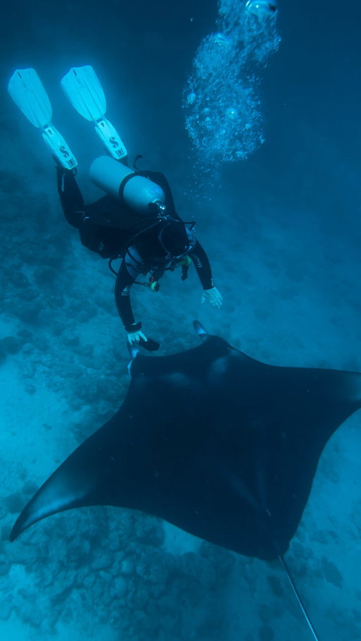 This was one of the most beautiful underwater encounters I've ever had, and I probably won't get over it.

During my travels, I was lucky enough to see this aggregation of Mantas in the Maldives, and it truly did not feel real.

Mantas are pure magic, and no matter how many times you see them, the feeling never fades. 

If you ever get the chance to dive with them, respect their space: move slowly, don’t touch, and simply let them glide around you. Leave only bubbles.

Instead of supporting places that keep animals for profit, choose ethical alternatives. Many true sanctuaries, often small, non-governmental organisations, focus on rescuing and rehabilitating marine life to release them back into the wild. They rely heavily on donations and eco-tourism to keep going, and your support makes a real difference.

I also want to acknowledge that not all aquariums are the same. Some play an important role in breeding endangered species, rehabilitating animals, or studying marine life, all of which help protect them in the wild.

You can also help mantas and marine wildlife everywhere by reducing, reusing, and recycling plastic to keep our oceans clean, and by avoiding commercially processed seafood. Bycatch from large-scale fisheries is one of the biggest threats to marine life, causing massive population declines worldwide.

The best way will always be to see these gentle giants in the wild, free, where they belong. Let’s care more so future generations can feel the same magic.

I also filmed this video with @divevolk_de, so definitely check out all my discounts and codes in my bio! Enjoy🤿💙