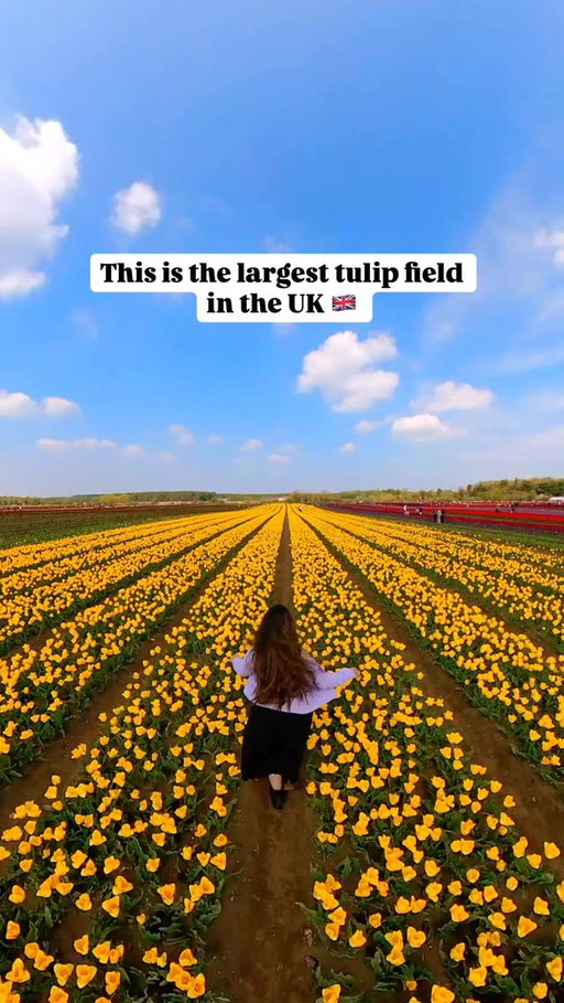 This is the largest tulip field in the UK 🇬🇧 💐 

Follow @spiral.flyer for more inspo ❤️

Dates: 16th April – 27th April 2026
(Closed on 21st and 22nd)

Address:
King’s Lynn, Norfolk (The field is located just off of the A148 near the Sandringham Estate. The junction leading to the field will be clearly signposted off the A148)

How to Get There:
🚗 By Car:
Approx. 2.5 - 3 hours drive from London. Parking is available on site.
(Recommended for ease and flexibility!)
🚂 By Public Transport:
Take a train from London King’s Cross to King’s Lynn (approx. 1 hr 50 mins), then a short taxi ride (~10 mins) to the field.

🎟️ Tickets:
Adults: £10
Children under 16: £5 (under 5 is free)
Online booking is mandatory 

All proceeds go towards The Norfolk Hospice Tapping House.

 #norfolktulipfields #tulipseason #tulipfestival #uktravel  #londondaytrip 

Tulip fields in england, Norfolk tulips fields, slice of holland in the uk, uk flower fields

Is Norfolk tulip fields on your list?