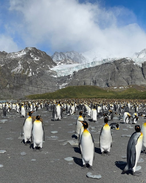 Photos by @MichaelGeorge | Sometimes a panorama is necessary to capture the scale of a wildlife colony. Swipe to see just how many king penguins make up the welcoming party at St. Andrews Bay on South Georgia island! What these images can’t convey is the cacophony of sound these 500,000 breeding pairs make. Their calls echo through the valley and add a surreal feeling to the beach. This image was captured while on a Nat Geo Expedition to Antarctica, South Georgia, and the Falkland Islands. Follow @MichaelGeorge to see more stories from my travels and expeditions.