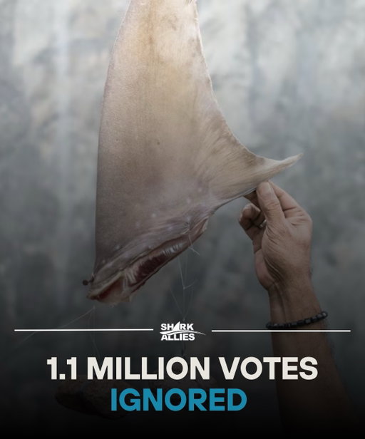 Stop Finning – Stop the Trade has filed a formal complaint with the European Ombudsman against the European Commission for maladministration in handling the European Citizens Initiative STOP FINNING – STOP THE TRADE.

More than 1.1 million Europeans voted for a shark fin trade ban. And yet — the European Commission is delaying the process beyond what is reasonable, continually moving the bar and keeping the process nebulous.

This is a failure of what the EU Government values so much: Transparency, democracy, and the equal treatment of all stakeholders. We are not trying to escape the regular political process or asking for special treatment. We knew this process would be a marathon, and have been navigating every deadline and requirement, have delivered all that was asked of us for consultation events and public comments, and yet, the Commission is failing to meet its own commitments and timelines. In addition, they have treated other European Citizens Initiatives in the same manner, which doesn’t bode well in the public view. The lack of transparency also creates suspicion, fear, and confusion, causing advocates to assume the worst and either loose hope and give up, or get frustrated and lash out. No one likes to end up in court, but their actions have left the ECI campaigns no other choice.

We do not expect the Commission to be on our side. But we did count on them being neutral and fair. It’s time to take the ECI process seriously and support what more than a million citizens asked for.

@stopfinningeu @thegoodlobby