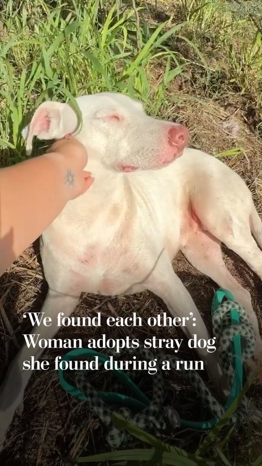 While out on a run, Amy Kanakuri (@followamyhere) bumped into a furry friend.

A stray dog on the side of a road decided to join Kanakuri on her jog. A day later, she could not stop thinking about the pup. So she returned for her.

"Somehow we found each other," Kanakuri wrote on Instagram. "As much as my husband and I thought we weren’t ready for a dog, we can’t say no to her."

Kanakuri made sure the dog wasn't lost or chipped, and after going through the legal adoption process with the Hawaiian Humane Society, she was able to bring the pup, named Mahina, home.