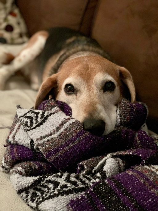 He hid under the kitchen table for 3 days when we rescued him 
Well worth the wait for him to come out 🤎
The BEST boy
The softest ears
The loudest howl
The strongest sense of smell 😂
The best snuggler
Monty we will miss you beyond belief - our hearts are broken but you made our lives so much richer by being a part of our family 
Thank you @onpointe1 for finding him for us and @carolinapawsnc for saving him 
#foreverloved #ourboy