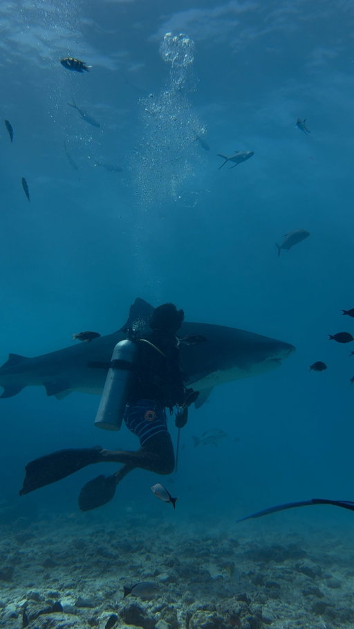 People always ask me if I’m scared of sharks when I dive… but that’s literally the point. 

Thousands of people travel across the world to see them alive in their natural habitat, because an alive shark has far more value than a de*d one. 

Yet we k*ll hundreds of millions every year through shark finning and bycatch, often just for 2% of their body as soup. 

Sharks are vital for healthy oceans. Yes, attacks make people scared, but they are extremely rare — and divers can even use protective gear like @sharkbanz if they’re worried. 

The best thing you can do is change your perspective: dive with them, educate yourself, watch documentaries, join shark conservation projects and eliminate seafood consumption to help stop the bycatch crisis. 

Sharks aren’t monsters,  they’re guardians of the ocean🌊🦈