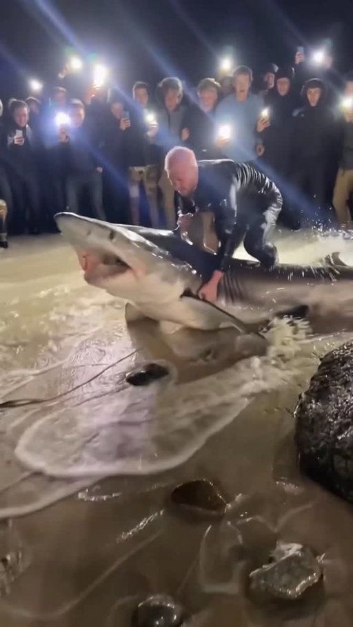 been seeing this circulating and yes i saved everyone from a shark last night