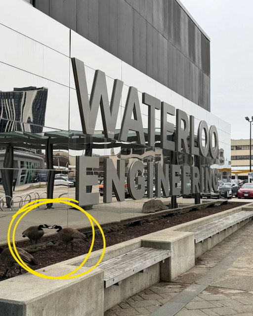 You know it’s bad when they start to turn on themselves. ➡️ Swipe to see Mr. Goose honking at his reflection. 🪞 🪿 

#UWaterloo #NestingSeason