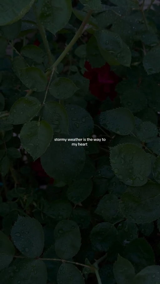 i love the comfort of a stormy day 

#stormyweather#rainyvibes#calmingvideo#nature#rain#rainydays