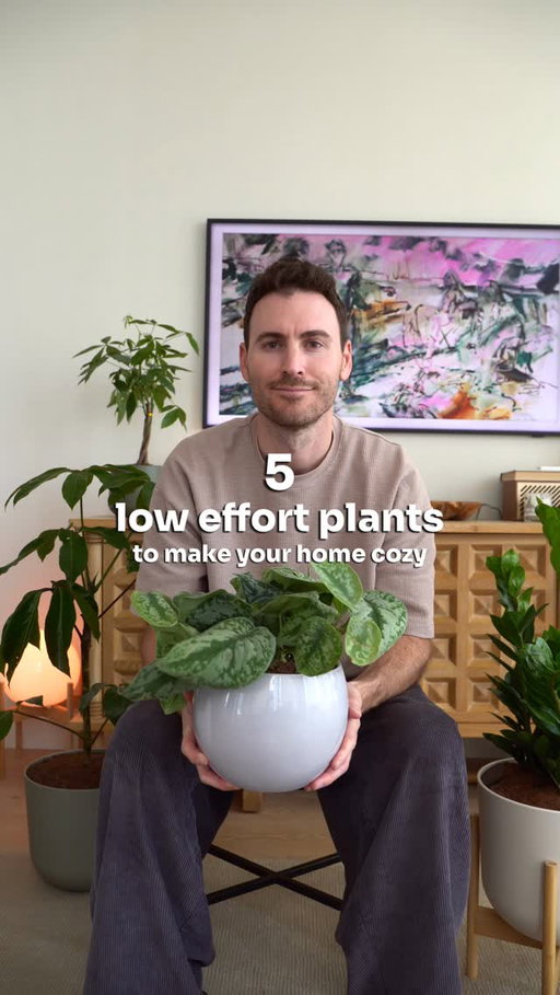 These are 5 aesthetic and low effort plants I’ve been loving in my apartment. I got them from @easyplant which makes them even more low maintenance but regardless where they’re from they’ll cozy up your space. 🪴 

Plants:
1. Silver pothos
2. Money tree
3. ZZ plant
4. Bird of paradise 
5. Schefflera amate