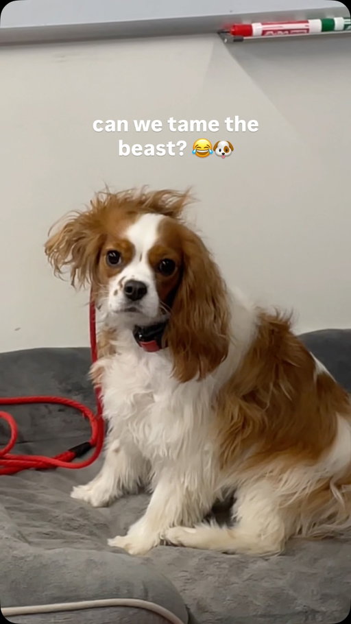 DOG TRAINING PART 1 🐶 welcome to the dog training series as Colton from @unitecaninetraining trains, well - me, Molly and Lemon 😂 Their barking is something I’m really trying to get a handle on!! No lie Molly has been SO much better since this training session the other week!!!