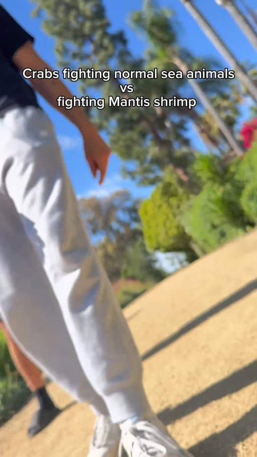 Crabs fighting normal sea animals vs fighting mantis shrimp. #reels #skit #comedy #funny