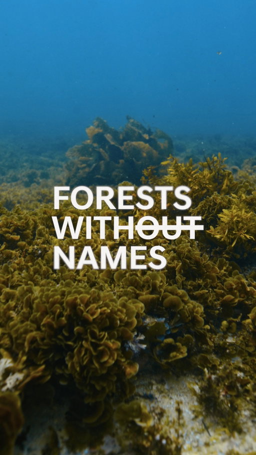 There is a forest beneath the sea. 🌿🌊

Unlike forests on land, these sea forests remain unnamed and unmapped, despite being vital ecosystems that support life on the ocean floor.

Since 2023, Hyundai has been restoring sea forests in Korea alongside the Korean government.
Now, from “Ullim” in Korea to “Auken Aiken” in Argentina, we’re helping give sea forests a name.

And this journey continues in Australia.
Vote now to help name a sea forest via the link in our bio. 🐟🇦🇺

#Hyundai #ForestsWithoutNames #OceanConservation #EarthMonth