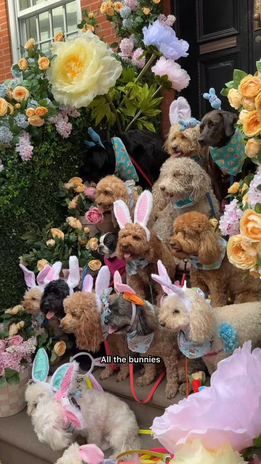 Walking home to the cutest surprise! Love that the pups are back!!! 🐣🐶🌸✨